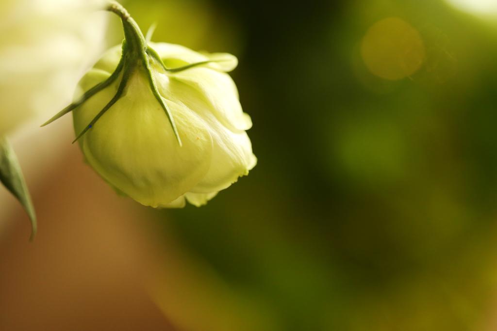 Blooming Lotus.Waterclouds.Ханчжоу Экстерьер фото