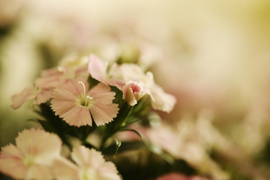 Blooming Lotus.Waterclouds.Ханчжоу Экстерьер фото